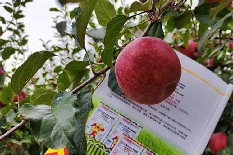 硬土地适合种什么植物