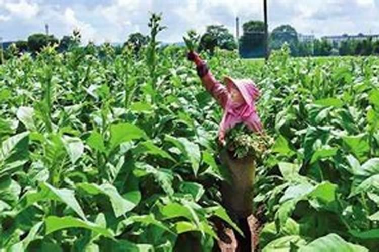 果树夏季施肥最佳时间是几月份