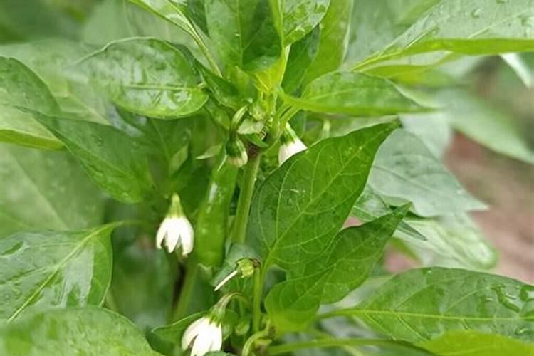 辣椒用什么叶面肥长势旺？用什么水溶肥提高产量？