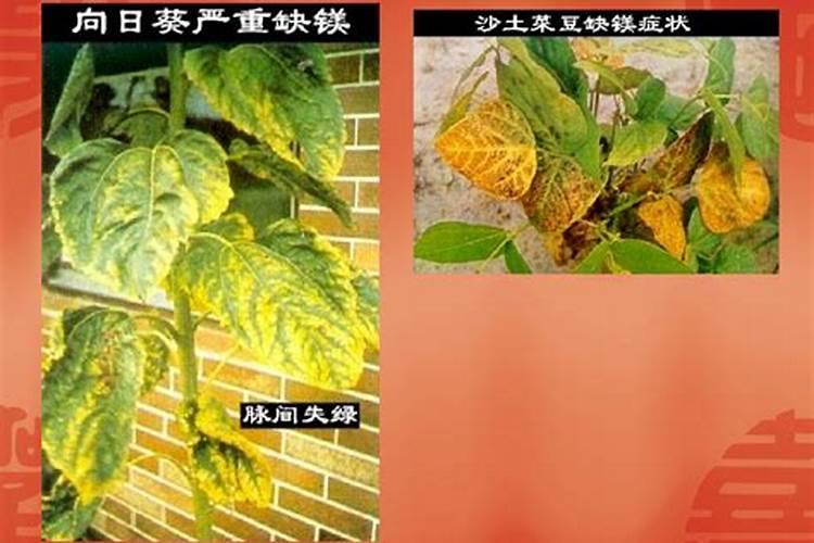 植物缺肥症状及对应的花肥沤制方法:薄肥淡施