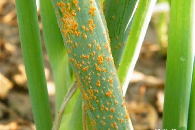 甘蔗钻心虫防治方法