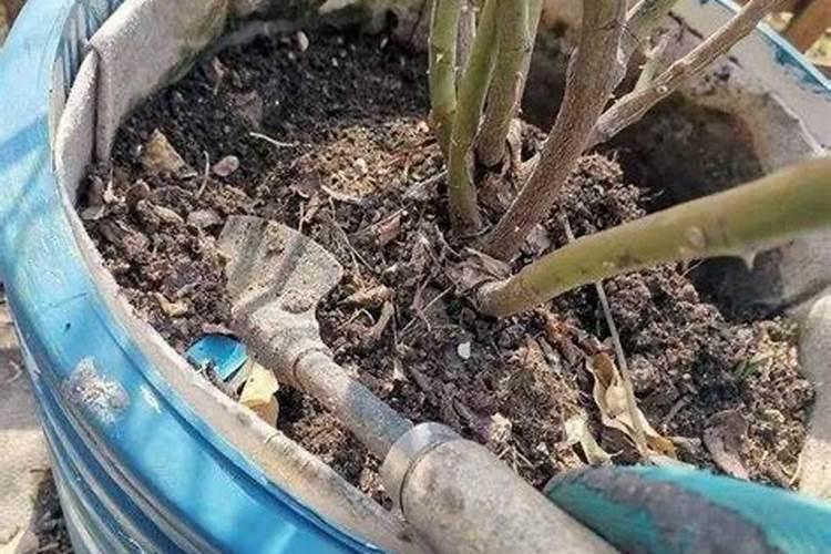 石榴树如何施肥 不同季节石榴树施肥的方法