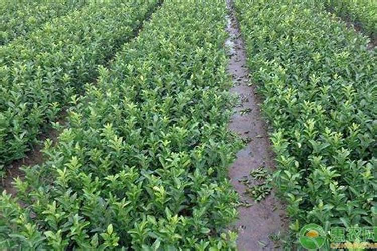 含氮高的肥料有哪些