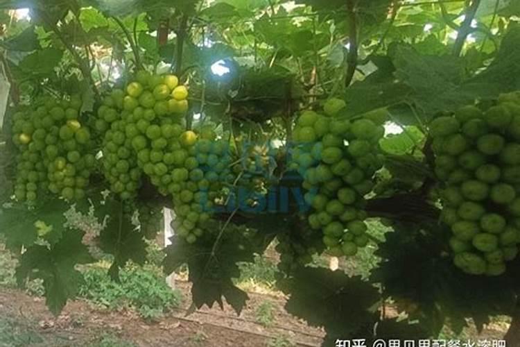 葡萄挂果期用什么水溶肥效果好？葡萄结果期上什么肥料产量高？