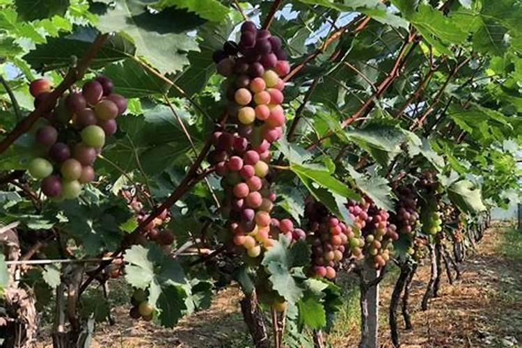 葡萄挂果后施什么肥