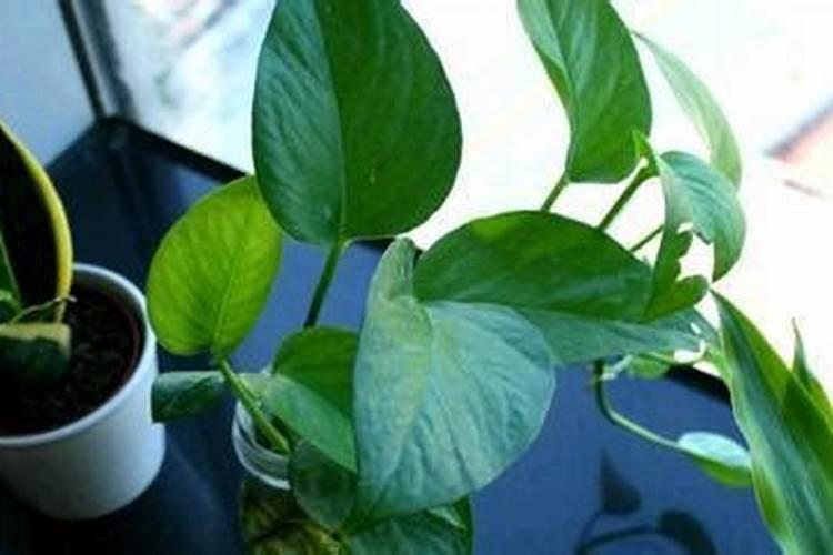 绿萝能施磷肥,复合肥和尿素吗