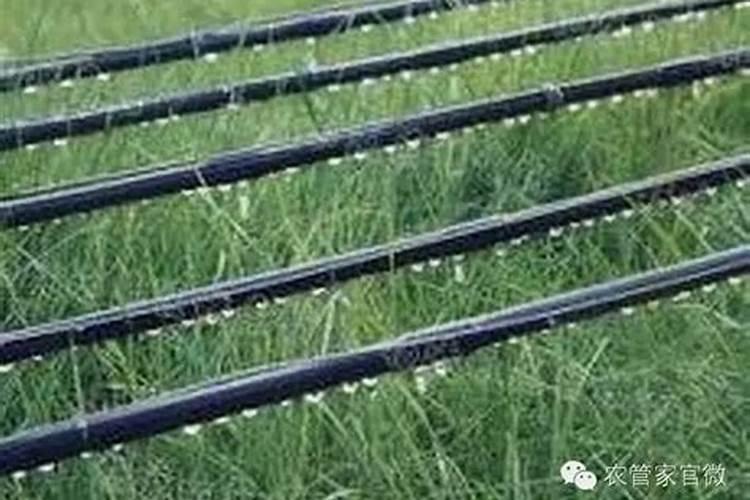 枯树叶怎样发酵成肥料？