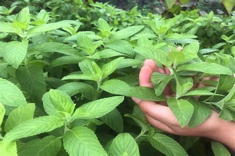 为什么干枯的叶子还可以做肥料？