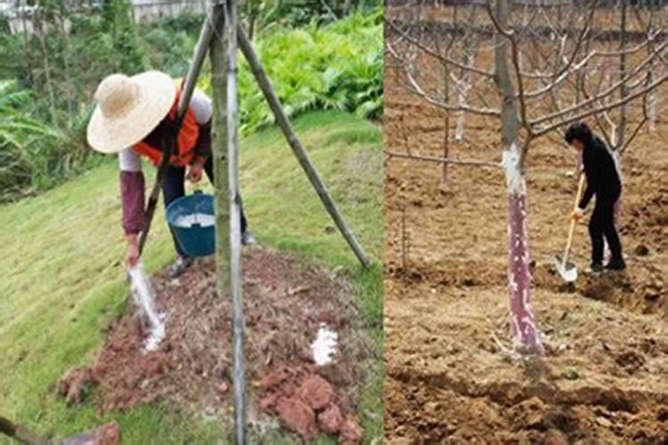 花生二次施肥什么时候 追肥方法是什么