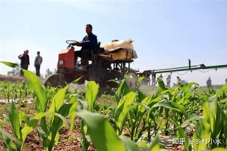 玉米什么时候喷施磷酸二氢钾和芸苔素