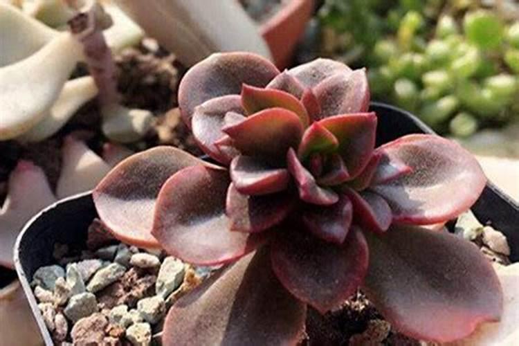 巧棵力颗粒水溶肥能作底肥吗？