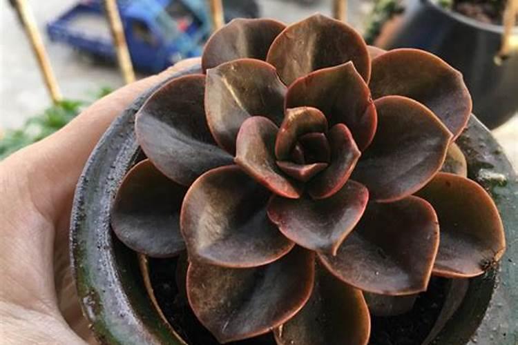 颗粒水溶肥巧棵力有哪些优点？