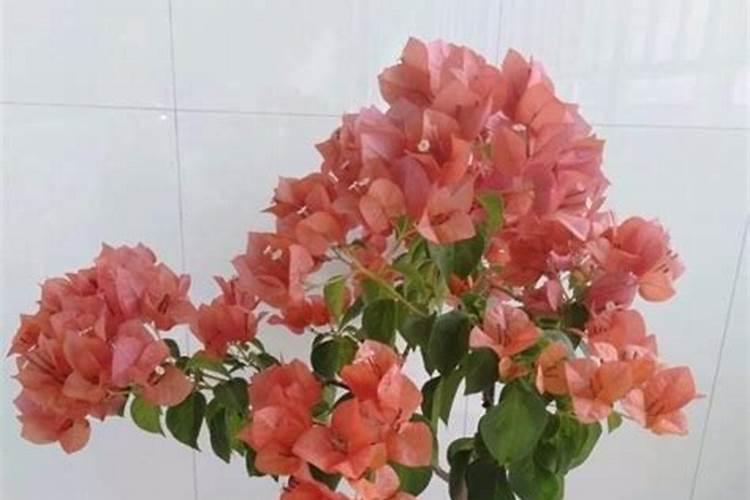 青菜种下去以后具体怎么施肥呢