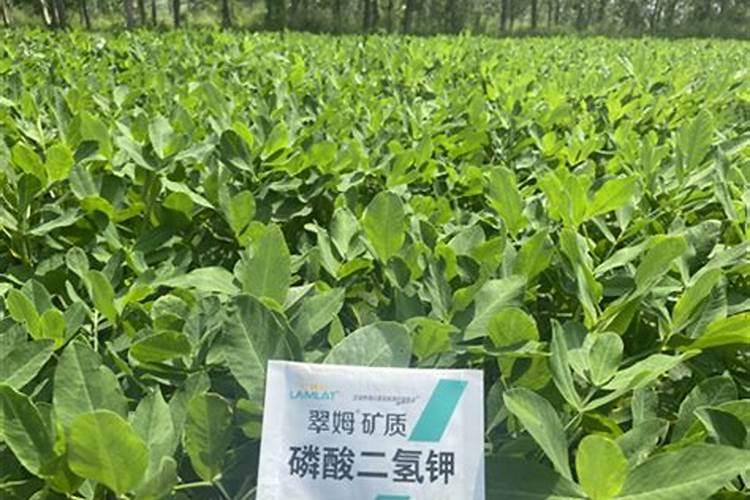 为什么你用的水溶肥效果不好