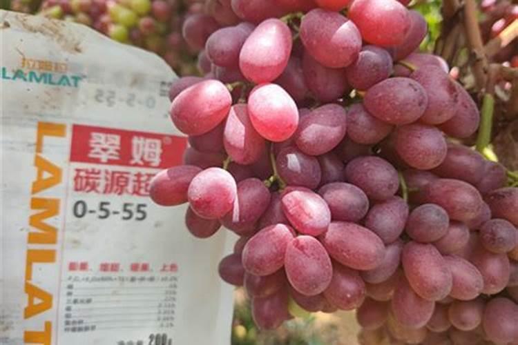 什么水溶肥最好