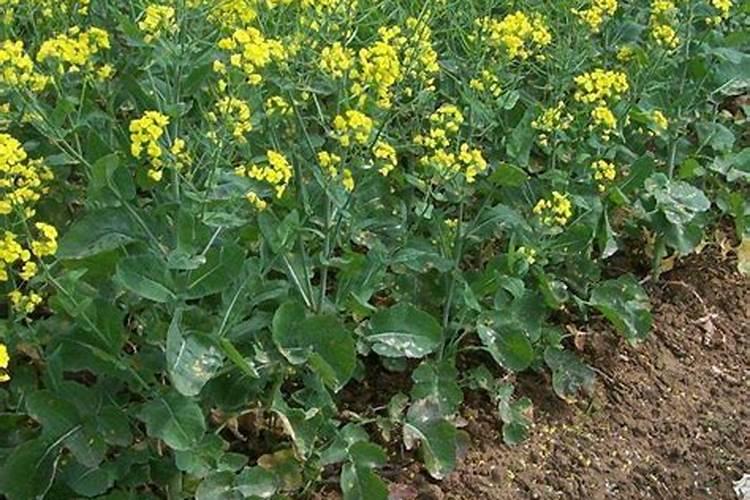 花盆土放多少 在盆内放土不要放太满