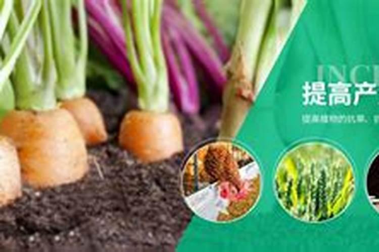 腐植酸能养什么花