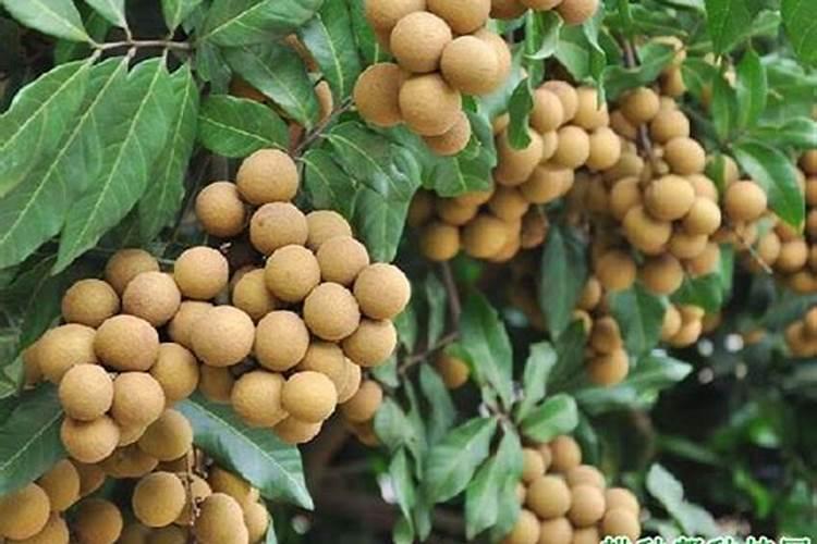 龙眼树摘过后需要施肥吗