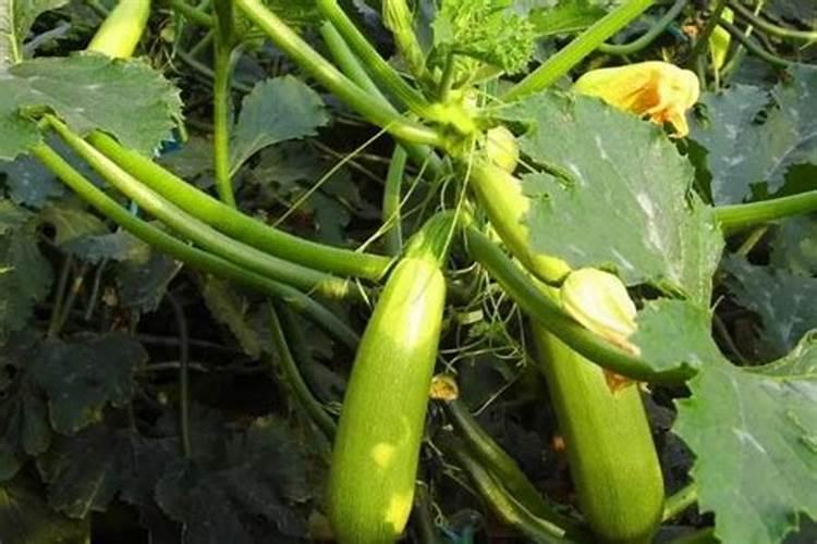 植物型有机肥中加石灰会改变营养元素吗？