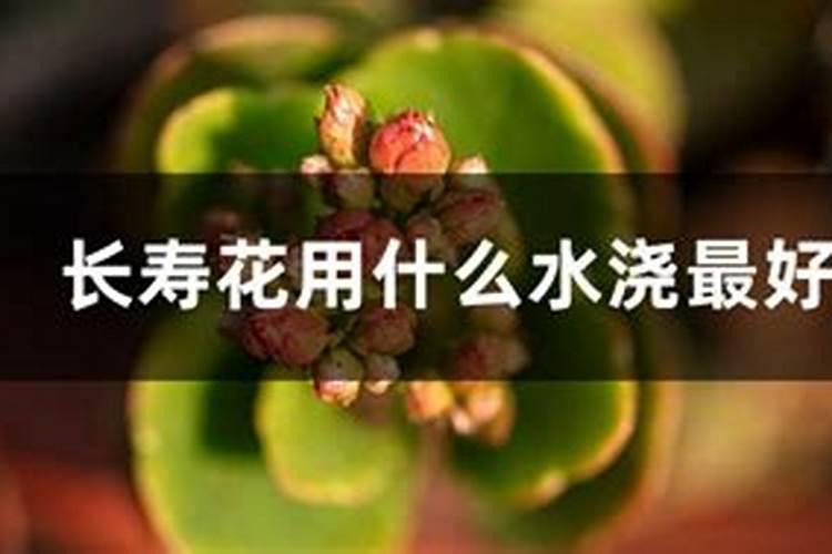 高钾肥适合浇什么花