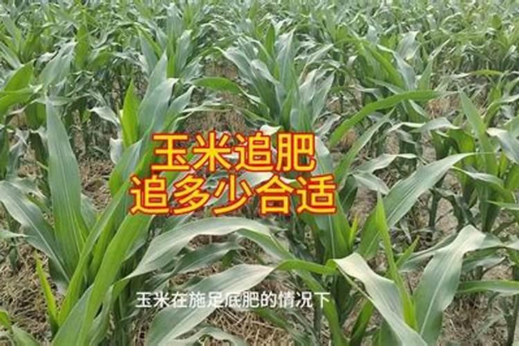 通辽地区玉米追肥第一次6月28号应该追多少好