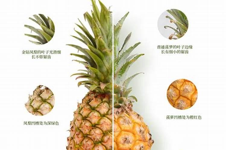 怎样制作彩叶凤梨的肥料？