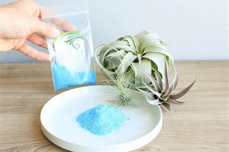 菠萝蜜种植几年可以结果