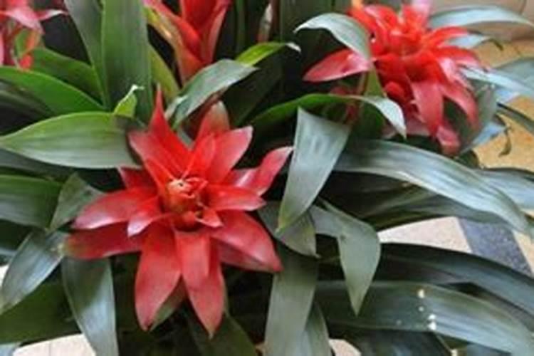 凤梨花如何浇水施肥