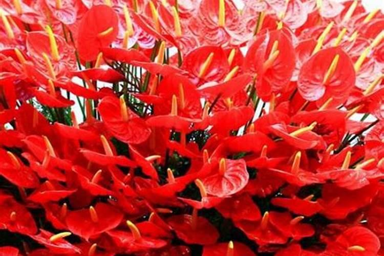 钾肥和硼肥膨大果实适宜比例是多少