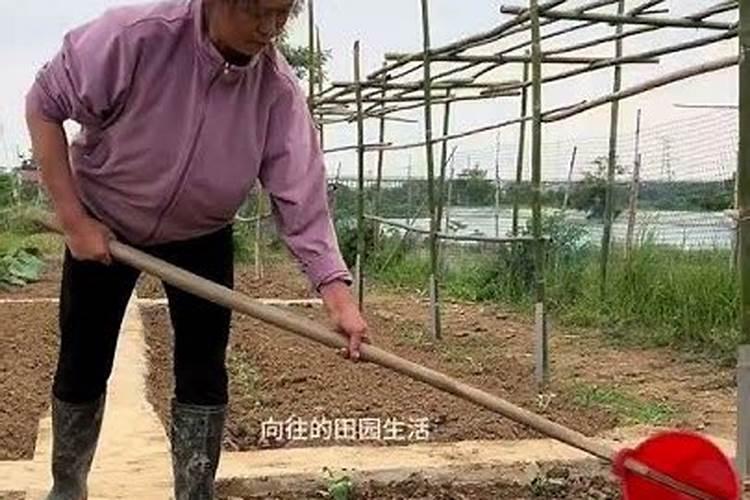 菜地可以用生石灰杀菌吗,有病菌的菜地用生石灰粉可杀菌吗