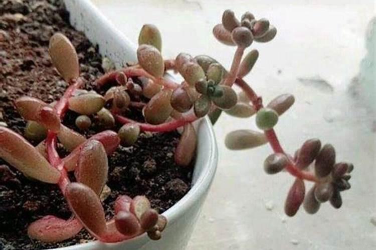 葵花一共浇几遍肥料