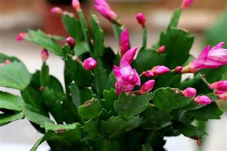 蟹爪兰用什么肥料最好。蟹爪兰的激素怎样才能去掉？