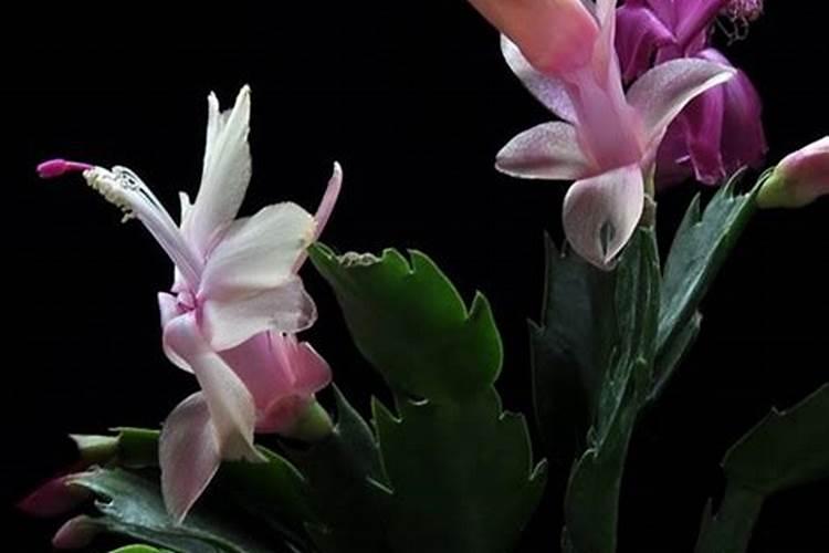 蟹爪兰施肥用什么肥