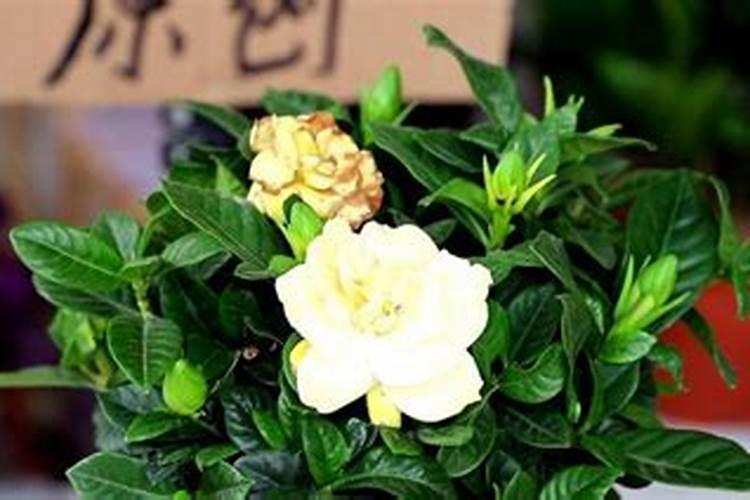 栀子花用什么肥料最好