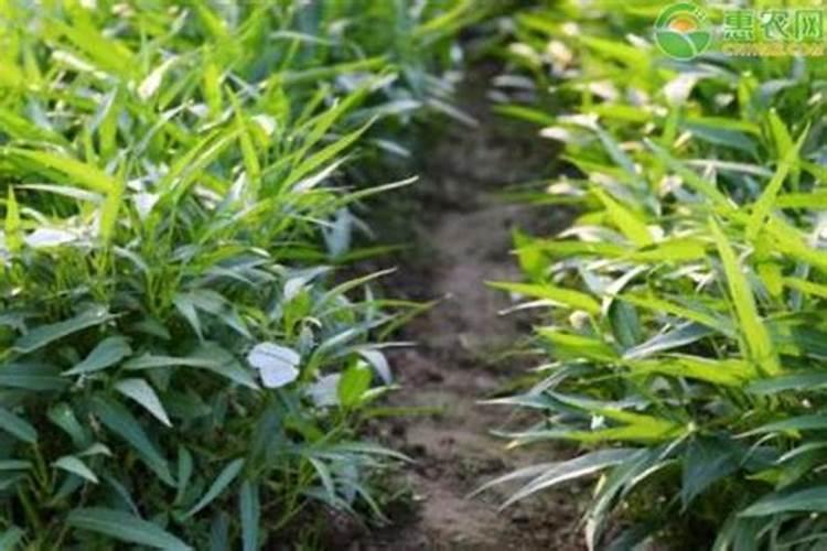 种玉米如何施底肥？