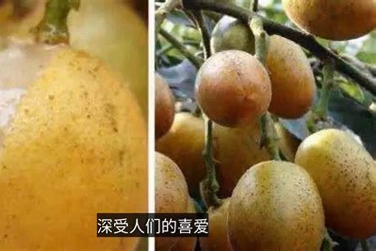 黄皮果树施什么肥