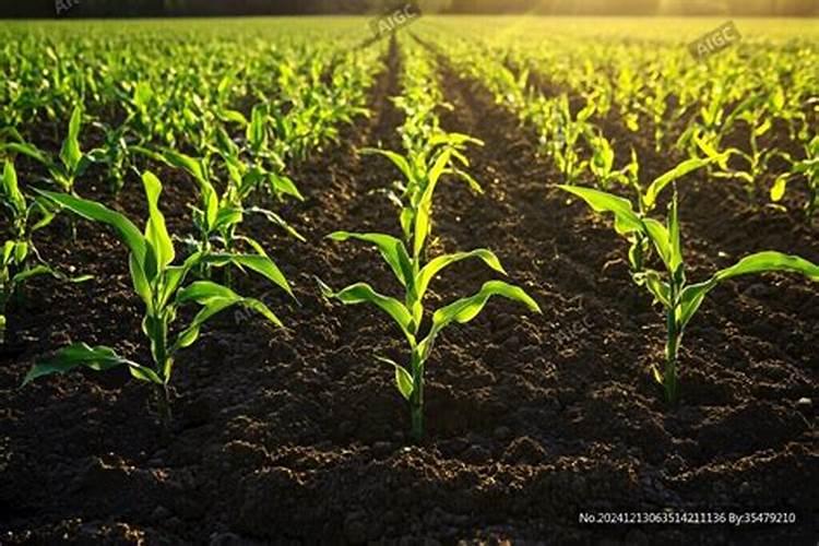 给玉米补充钾素有助于促进玉米生长吗？有什么依据？