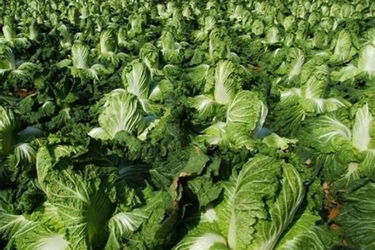 硼肥的十大害处