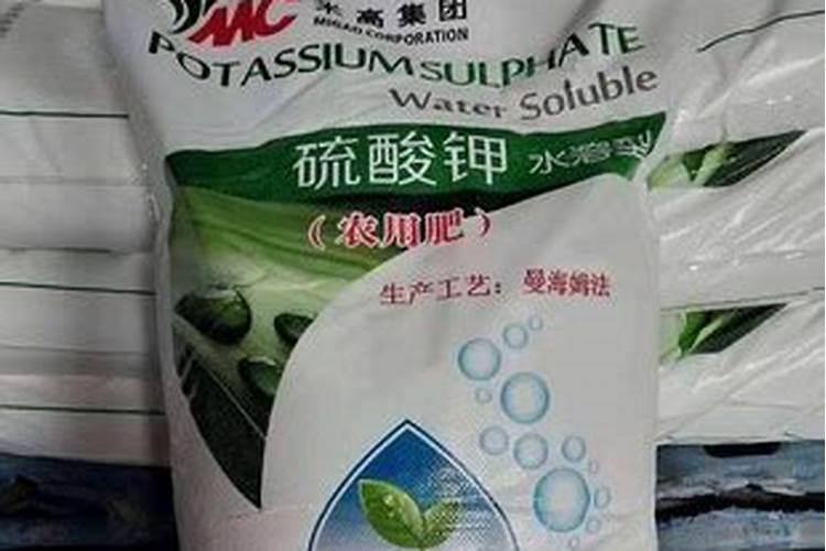 怎么让君子兰生根快(君子兰催根方法与绝招)