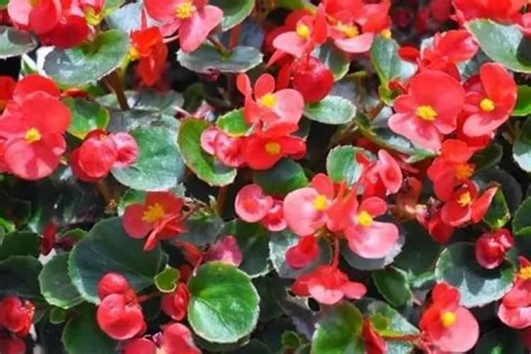 王者不同人身高