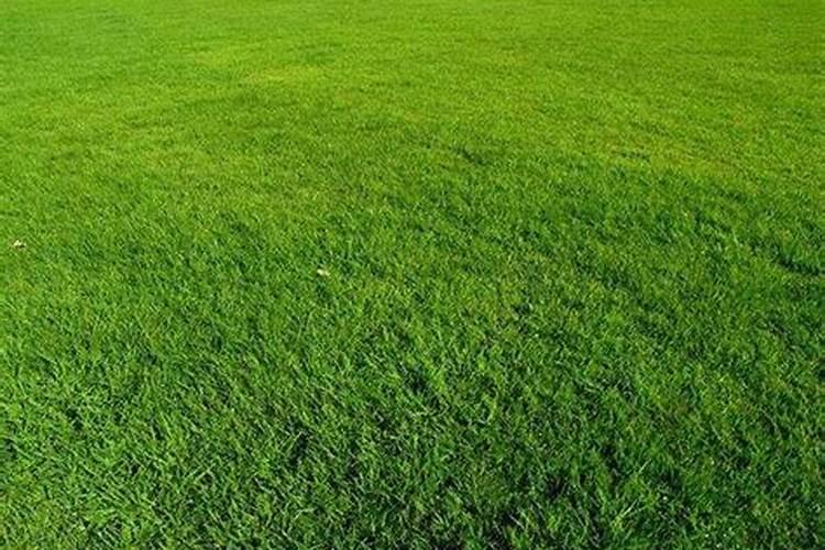 剪股颖草坪修剪后发黄