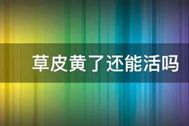 剪股颖草皮发黄了怎么救？