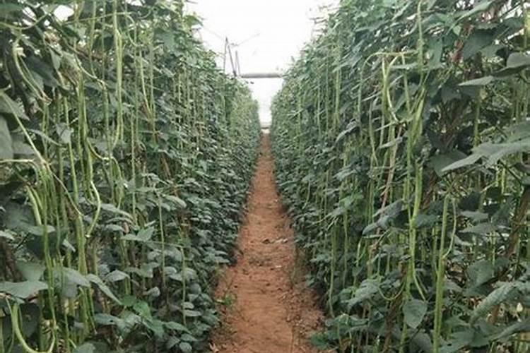 请问专家豆角中期追什么肥