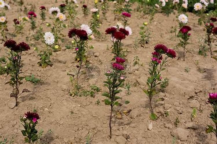 菊花施肥方法,用什么肥好