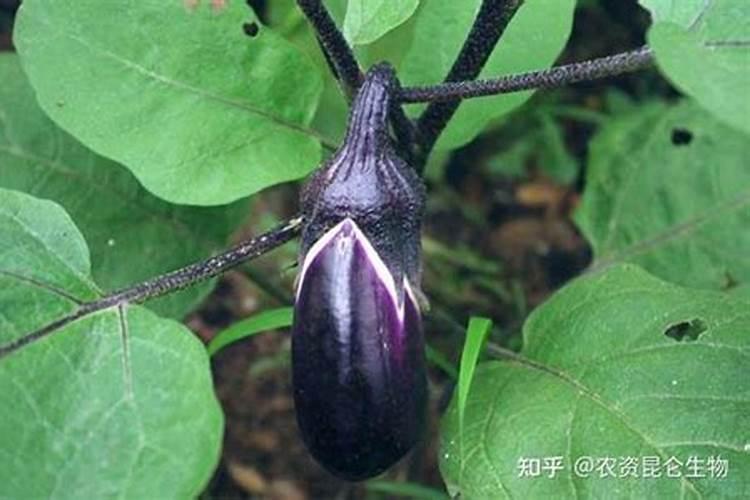 茄子用什么肥料高产？