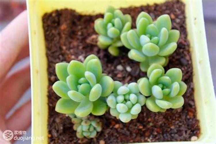 复合肥的种类和主要成分 复合肥的选购和使用攻略