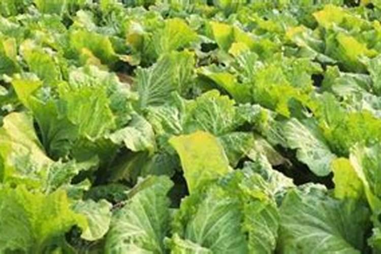 盆栽蓝莓施肥方法