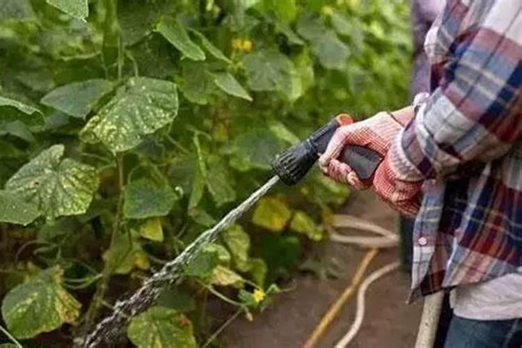黄瓜几天一浇水几天一施肥