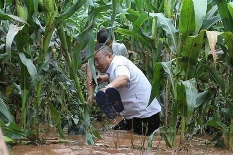 种植玉米遇暴雨巻黄有用吗？