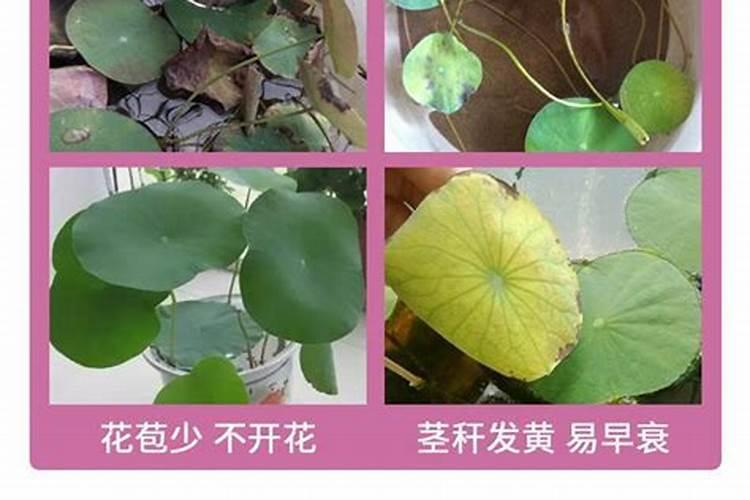 缸养荷花怎么施肥